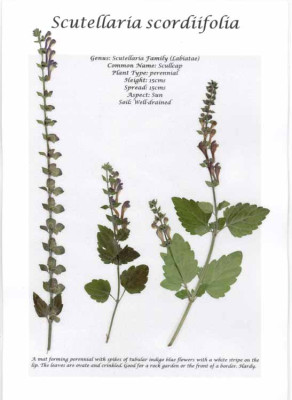 scut_scordiifolia_bot.jpg