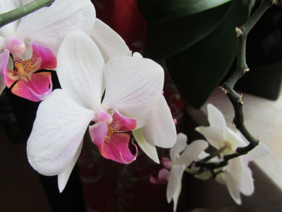 phal.li.w-oo.jpg