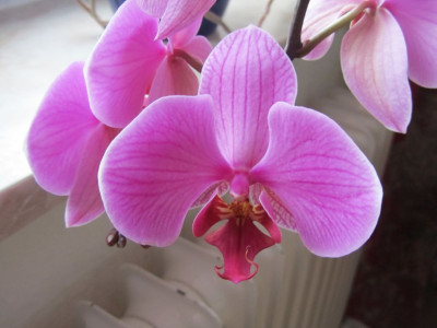 phal-ad-kl.jpg