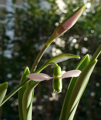 galanthus_merlin_2014-02-01_019_80k.jpg