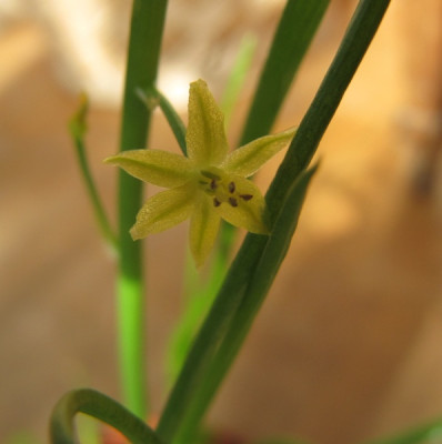 wasistdas_Detail1140203.jpg