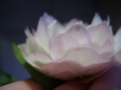 SS853631_80.jpg