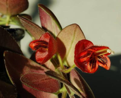 Aeschynanthus_004_640.jpg