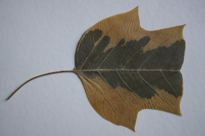 Katalog-Blatt.jpg