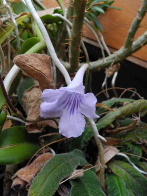 Streptocarpus_rexii.jpg
