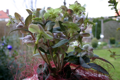 Hellob._lividus_Silver_Edge_0308a.jpg