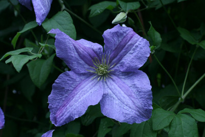 Cl.vit.Emilia_Plater3811a.jpg