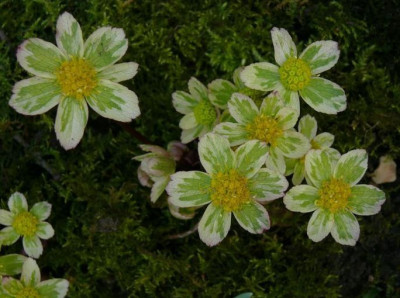 a_Haquetia_epipactis_Thor.jpg