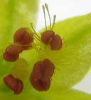Puscheln_140205.jpg