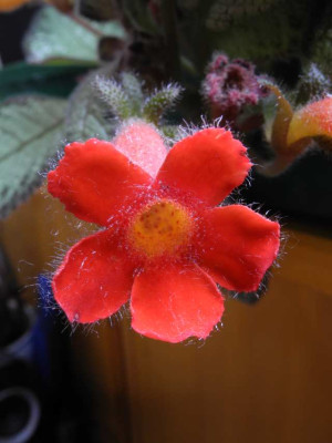Episcia_reptans.jpg