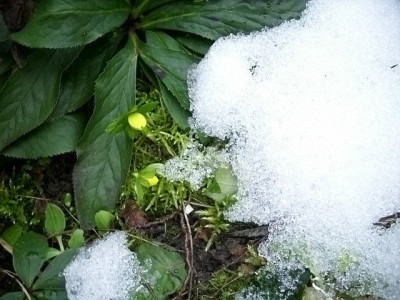 1.winterlinge.jpg