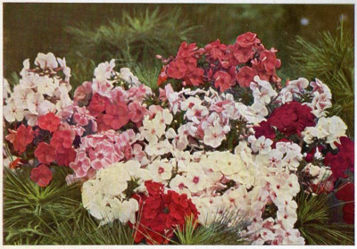 Potpourri_53.jpg