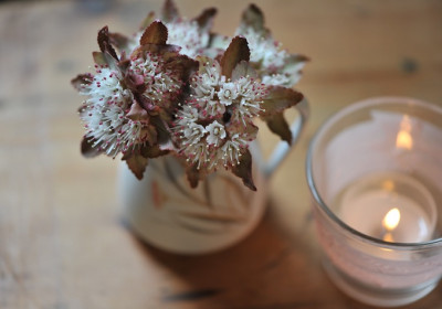 Chrysosplenium_02.jpg