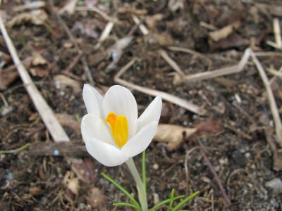 Crocus_tommi_weiss_7.2.14_ue.jpg