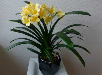 2._gelbe_Klivie2_7.2.2014.jpg