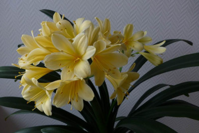 2._gelbe_Klivie_7.2.2014.jpg
