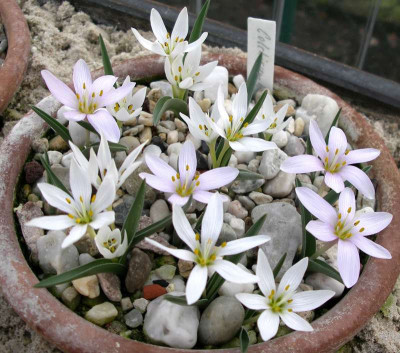 comp_Colchicum_hungaricum_07.02.14.jpg