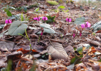 Cyclamen_coum_Silverleaf_Red_A.jpg