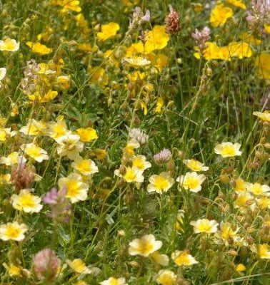 helianthemum_apennin_2013.jpg