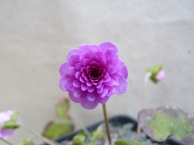 Hepatica_nobilis_Cecilie.JPG
