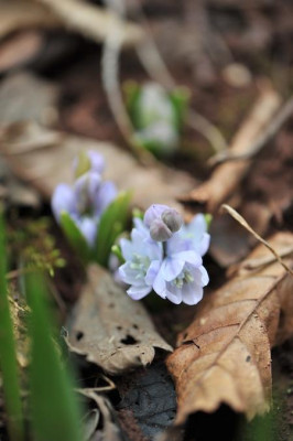 Scilla_mischtschenkoana.jpg