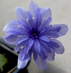 Hepatica_nobilis_fl.pl..JPG