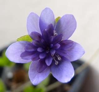 Hepatica_nobilis_flora_plena.JPG