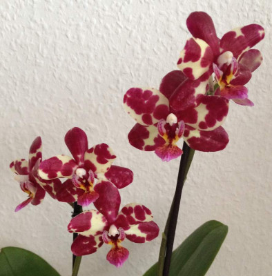 Phalaenopsis_Discounter_02-2014_900x900_80KB.jpg