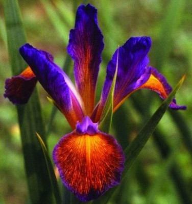 Sonoran_Carnival_Spuria_Iris.jpg
