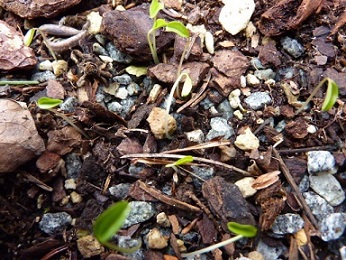 E.pinnatifida_Samlinge_2014.JPG