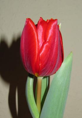 IMG_0317_Tulpe_vorgezogen_8-2-2014-.JPG