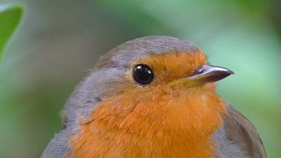 robin.jpg