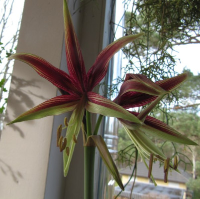 Hippeastrum_Lima_140209.jpg