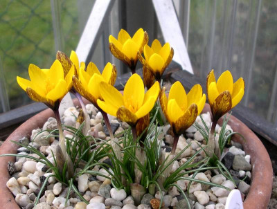 comp_Crocus_korolkowii_08.02.14.jpg