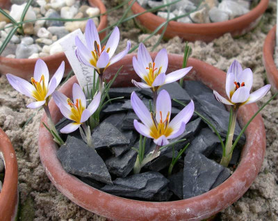 comp_Crocus_biflorus_ssp._nubigena_08.02.14.jpg