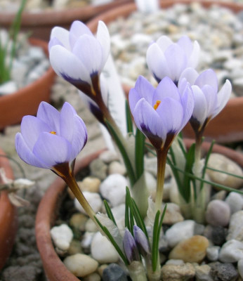 comp_Crocus_cyprius_10.02.14.jpg