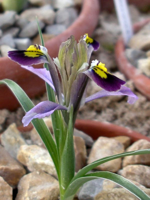 comp_Iris_narbutii_08.02.14.jpg
