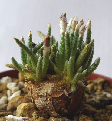Anacampseros_alstonii.jpg