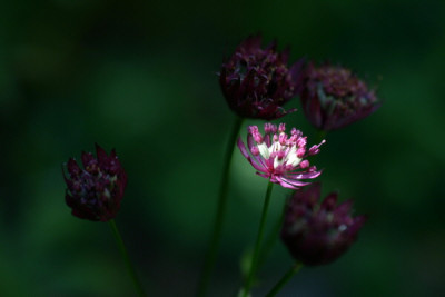 astrantiastar.jpg
