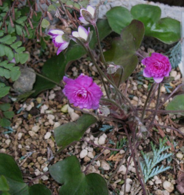 Hepatica_nobilis_fl.pl._r.__..._10.2.14_011.jpg