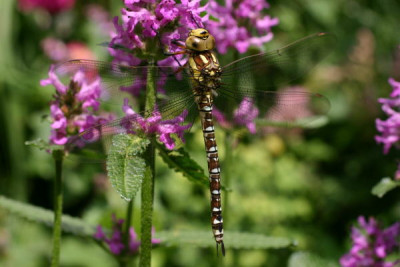 libelle01.jpg