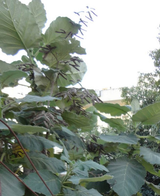 Unknown_tree_1.jpg