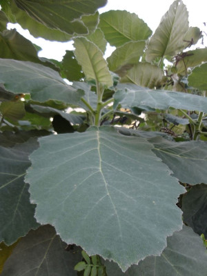 Unknown_tree_2.jpg