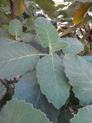 Unknown_tree_3.jpg