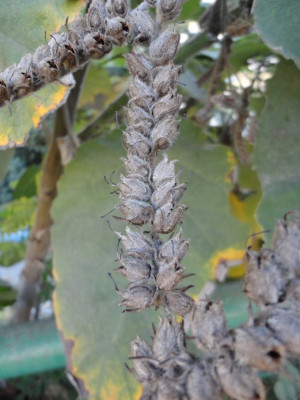 Unknown_tree_4.jpg