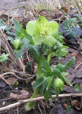 Helleborus-odorus-ax3.jpg