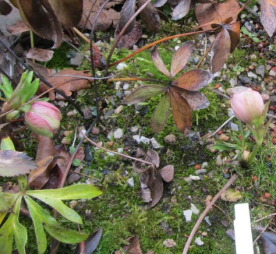 Helleborus-liguricus-ax5.jpg