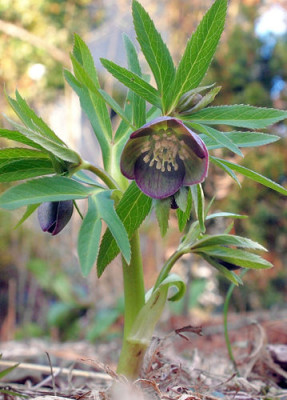 Helleborus_dumetorum_xA..jpg