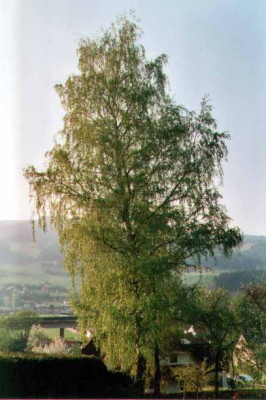 betula1.jpg