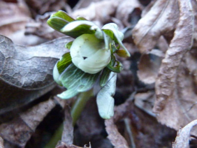Eranthis_pinnatifida11.02.2014.JPG